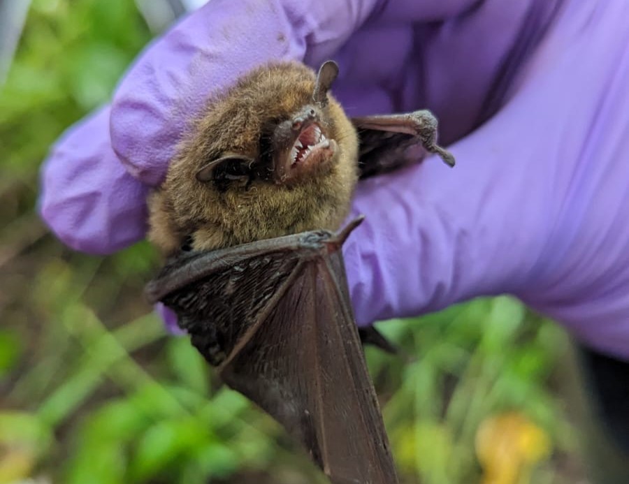 Bechstein Bat Silverwood.JPG