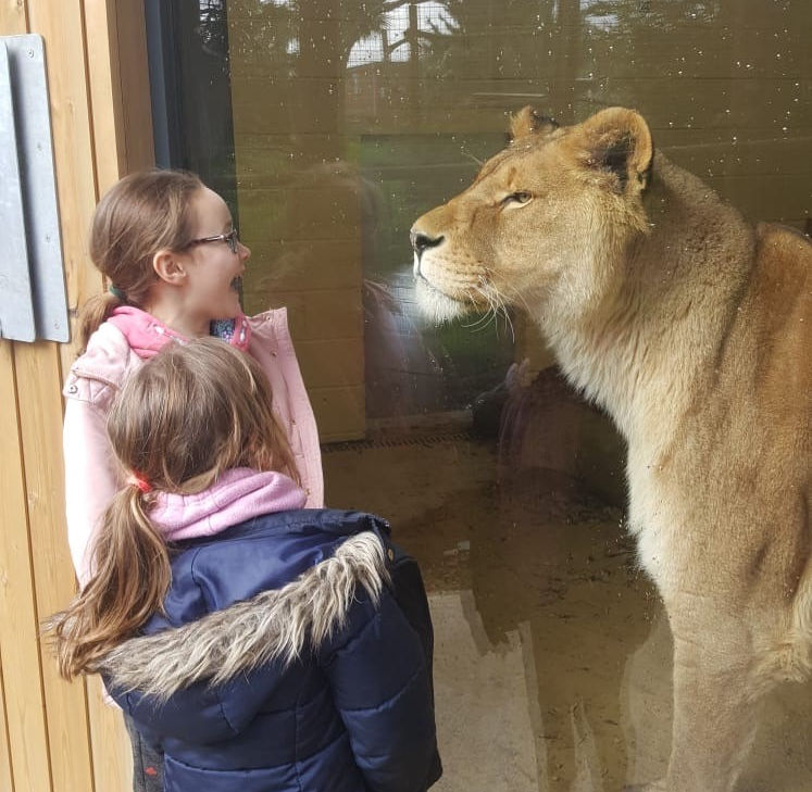 IOW Lions 3 cropped.jpg