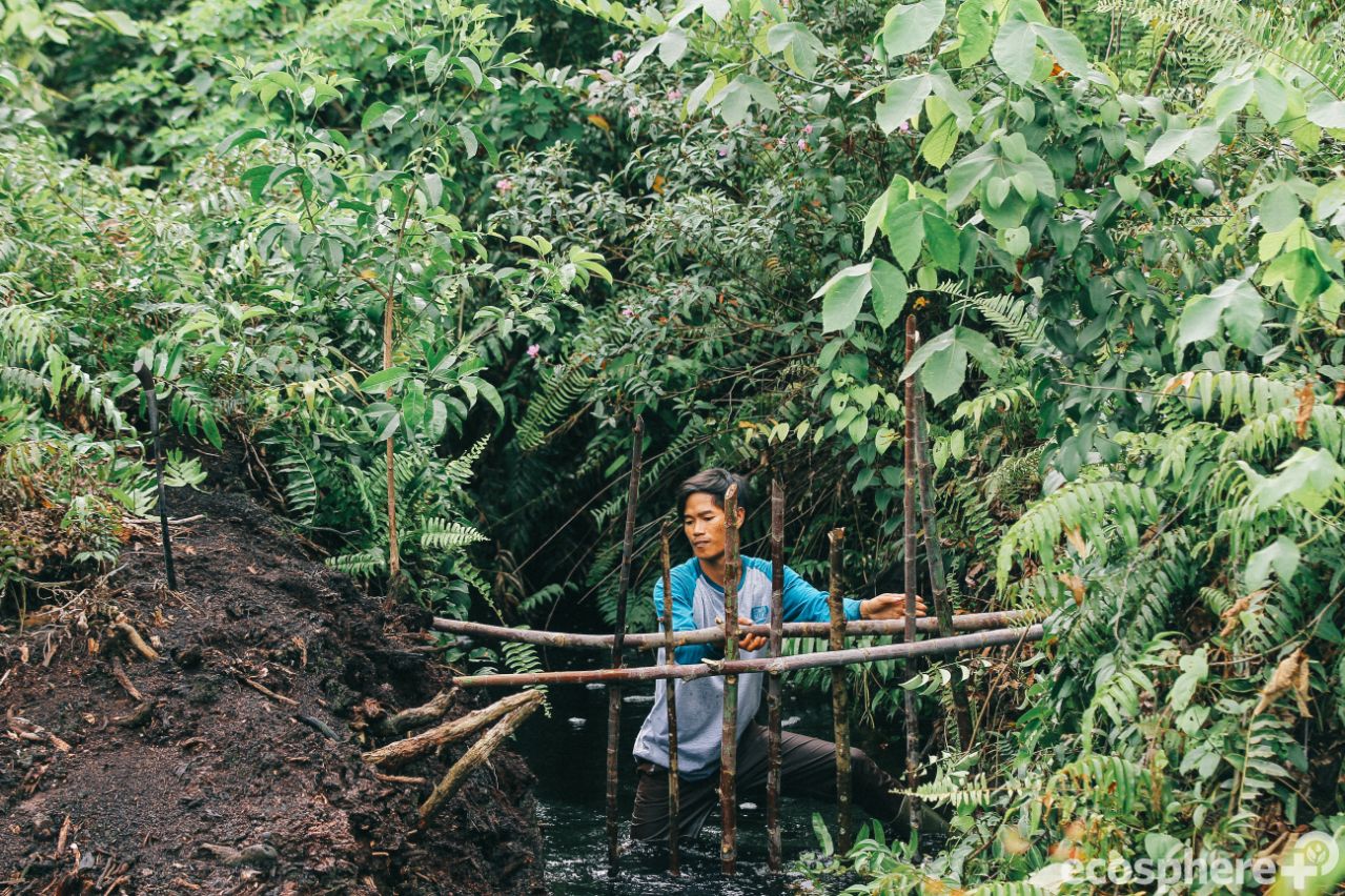 Carbon offsetting Indonesia (4).jpg