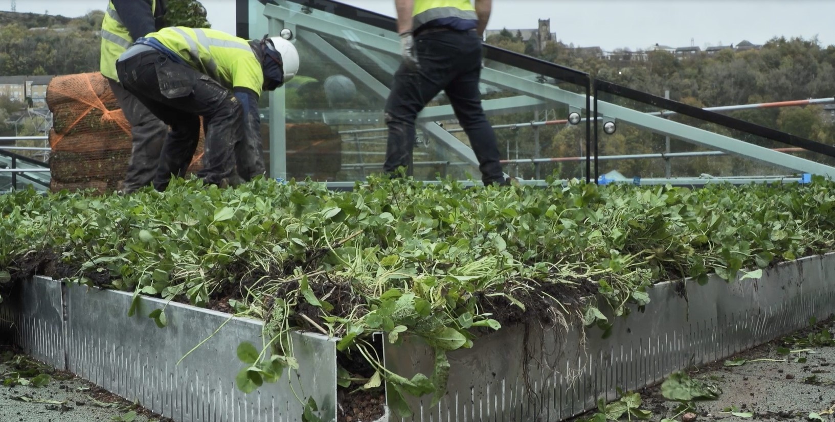 HBS green roof 2.jpg